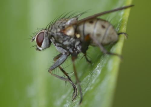 Réf. 270 029 : Coenosia tigrina
